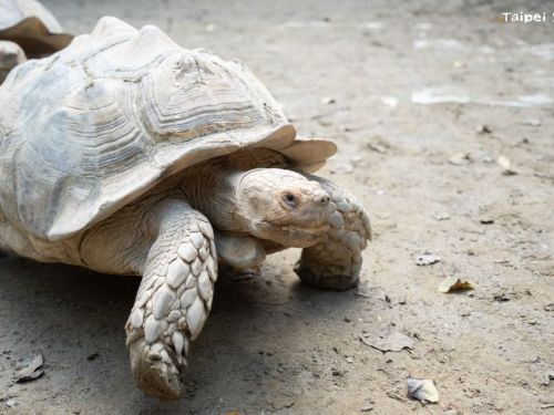 不是救龜，是開戰！揭密蘇卡達象龜「翻車對決」與保育員的暖心勸架日常